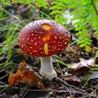 fly agaric